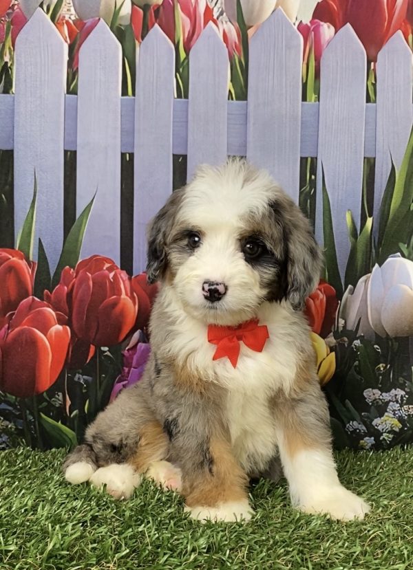Photo of Mr. Jordan the Mini-Bernedoodle puppy
