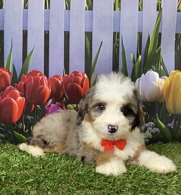 Photo of Mr. Jordan the Mini-Bernedoodle puppy