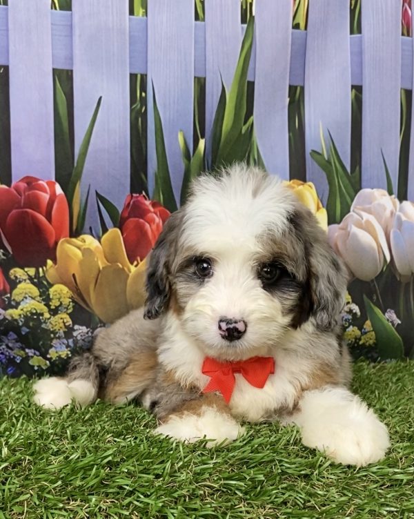 Photo of Mr. Jordan the Mini-Bernedoodle puppy
