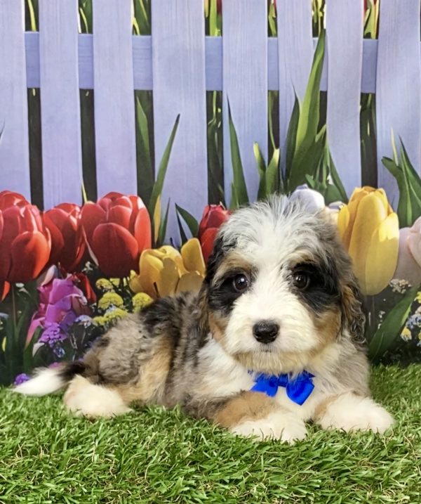Mr. Joshua the Mini-Bernedoodle puppy