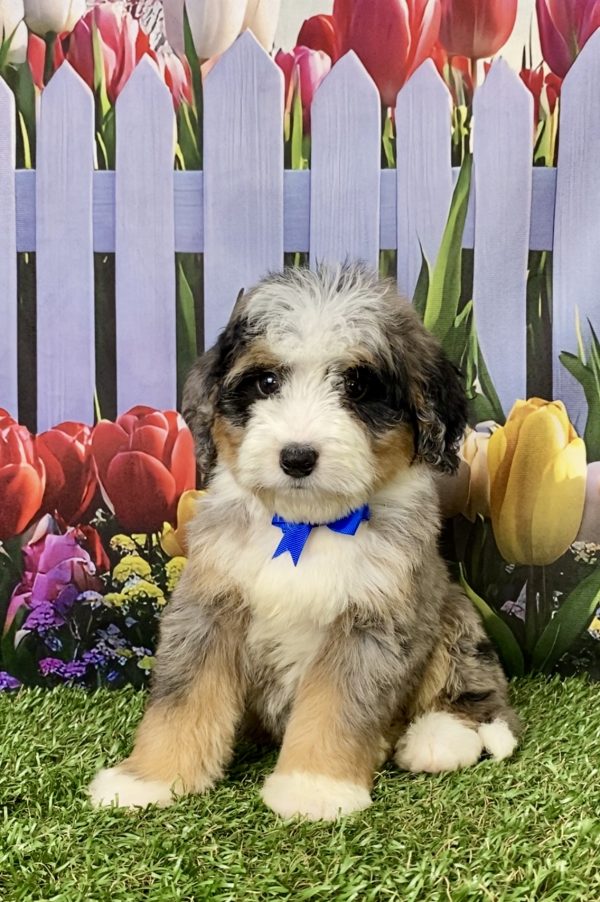 Photo of Mr. Joshua the Mini-Bernedoodle puppy