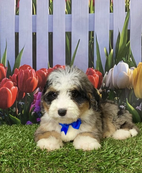Photo of Mr. Joshua the Mini-Bernedoodle puppy