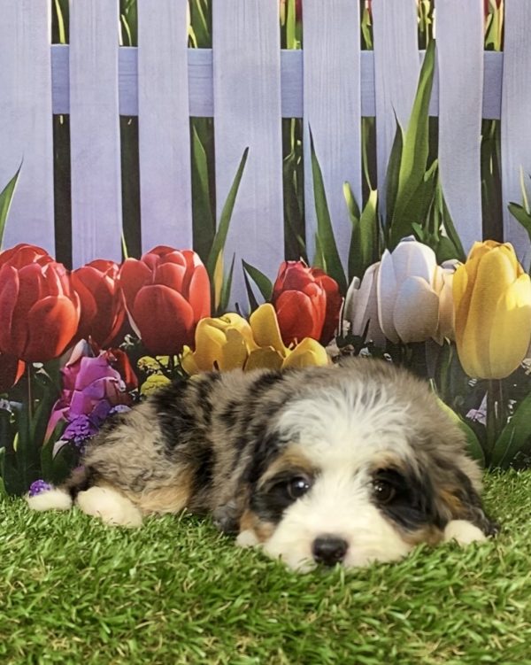 Photo of Mr. Joshua the Mini-Bernedoodle puppy