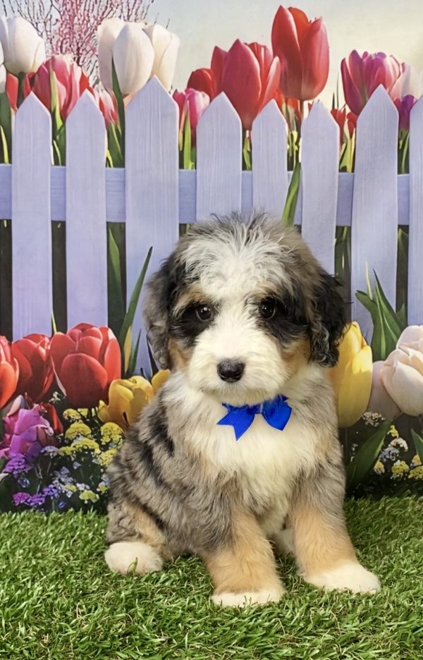 Photo of Mr. Joshua the Mini-Bernedoodle puppy