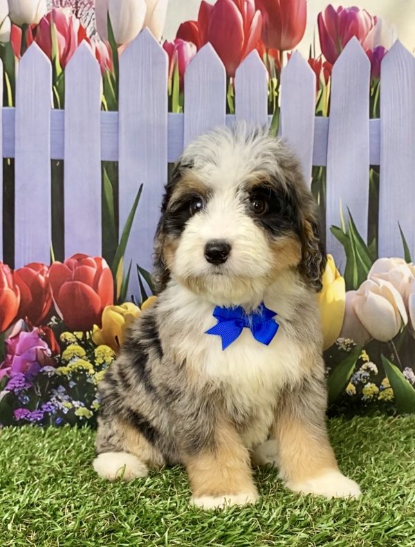 Mr. Joshua the Mini-Bernedoodle puppy