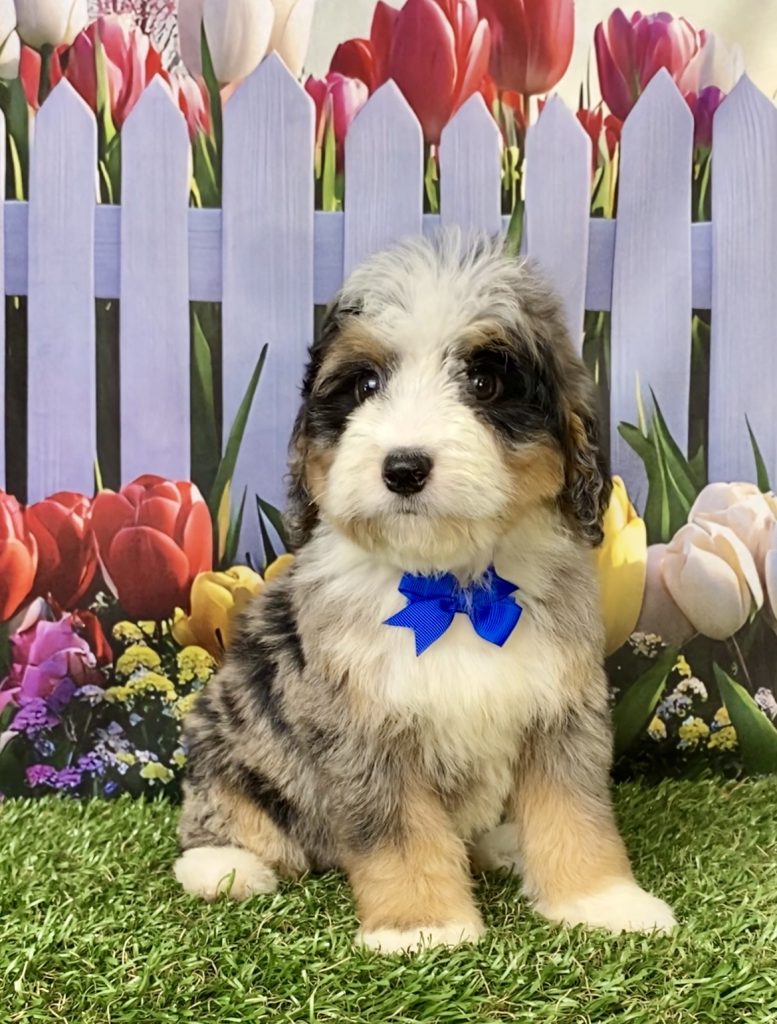 Photo of Mr. Joshua the Mini-Bernedoodle puppy
