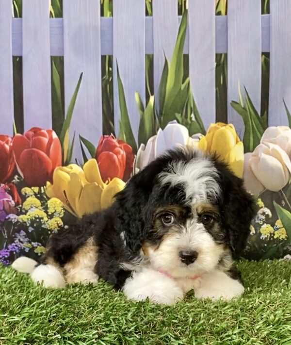 Ms. Ember the Mini-Bernedoodle puppy