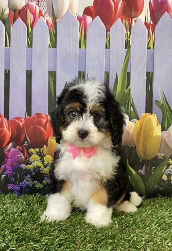 Photo of Ms. Ember the Mini-Bernedoodle puppy