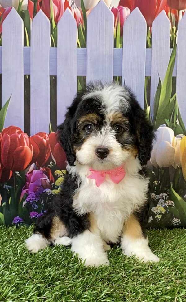 Ms. Ember the  Mini-Bernedoodle puppy