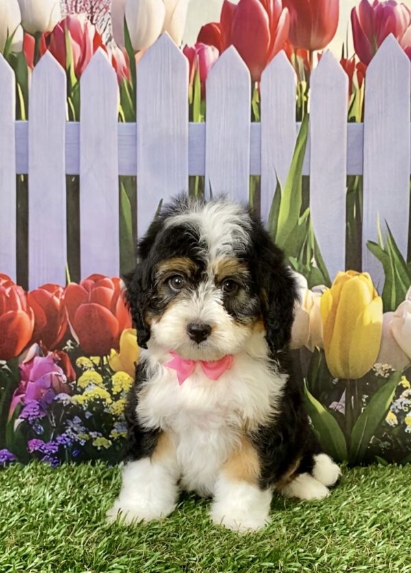 Photo of Ms. Ember the Mini-Bernedoodle puppy