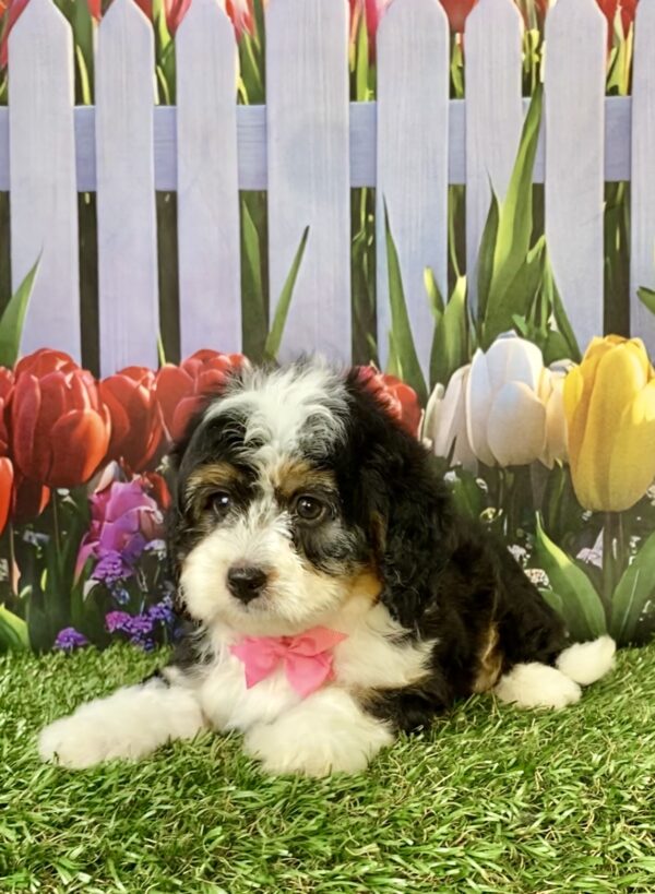 Photo of Ms. Ember the Mini-Bernedoodle puppy