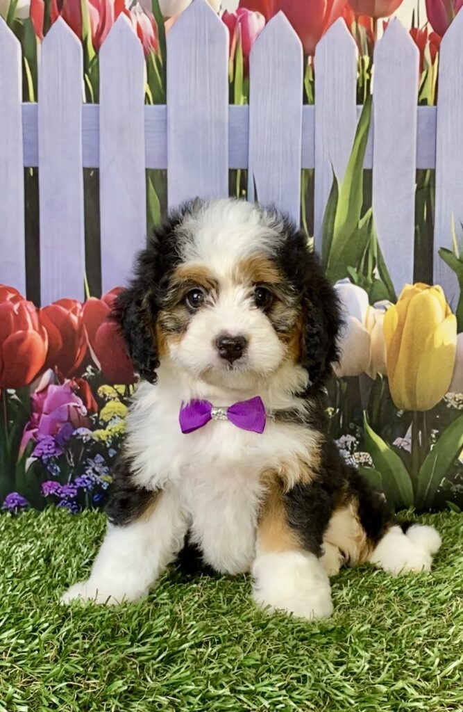 Photo of Ms. Emily the Mini-Bernedoodle puppy
