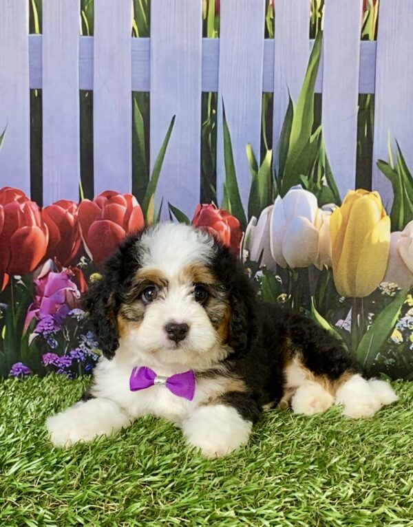 Photo of Ms. Emily the Mini-Bernedoodle puppy