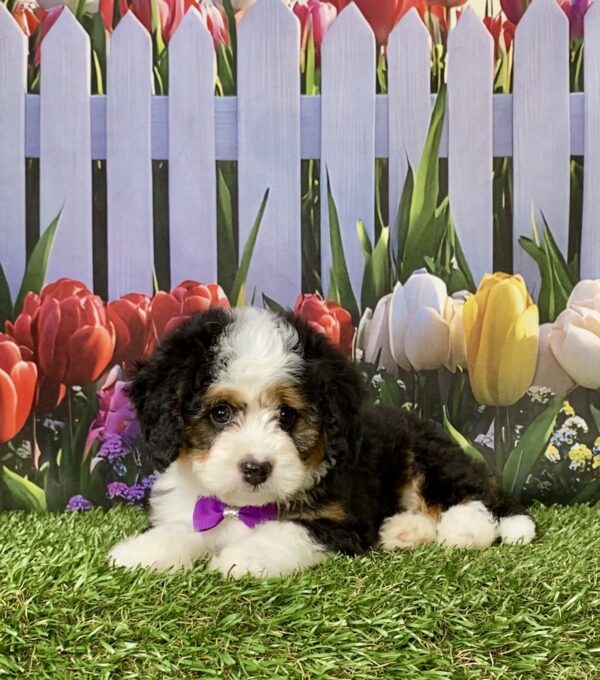 Photo of Ms. Emily the Mini-Bernedoodle puppy