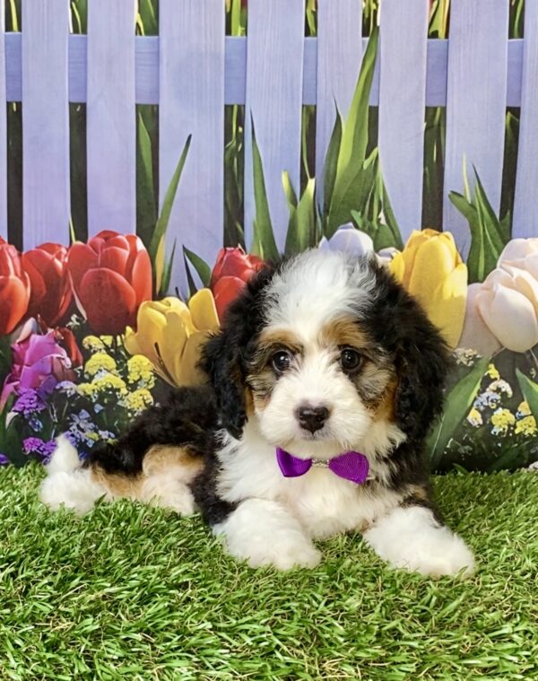Photo of Ms. Emily the Mini-Bernedoodle puppy