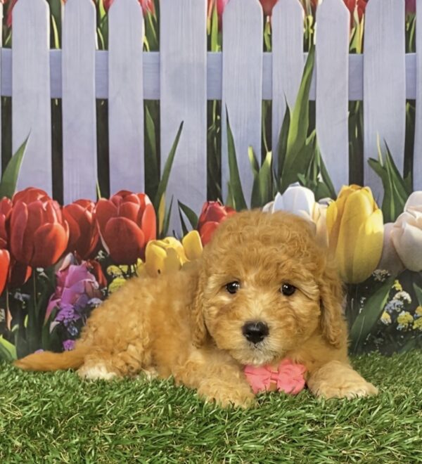 Ms. Faith the Mini-Bernedoodle puppy