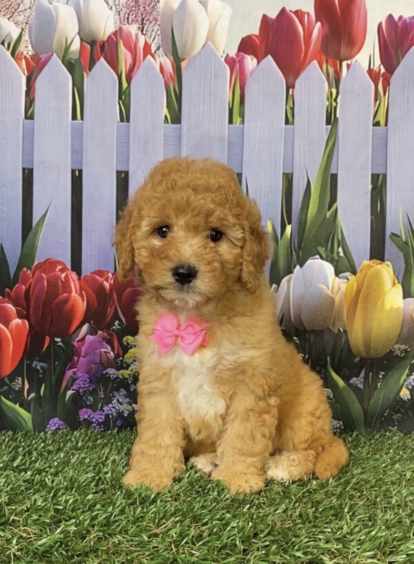Photo of Ms. Faith the Mini-Bernedoodle puppy