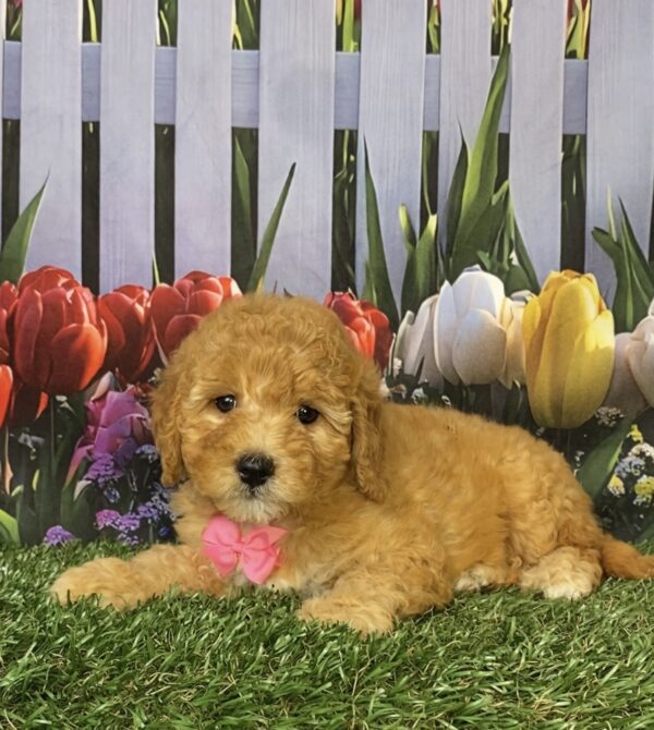 Photo of Ms. Faith the Mini-Bernedoodle puppy