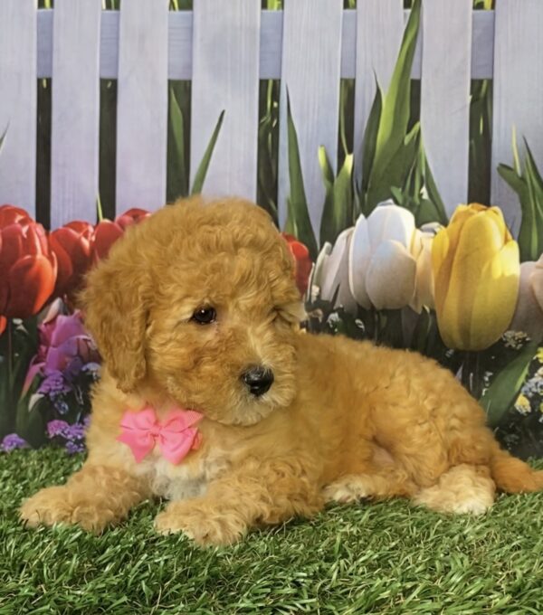 Photo of Ms. Faith the Mini-Bernedoodle puppy