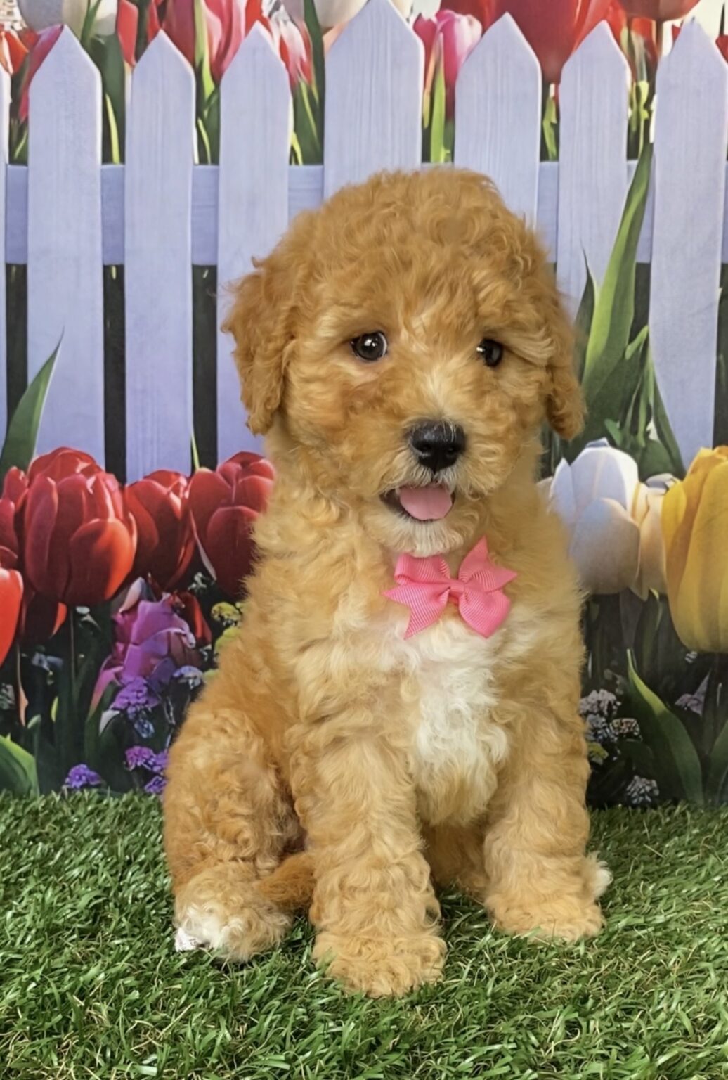 Photo of Ms. Faith the Mini-Bernedoodle puppy