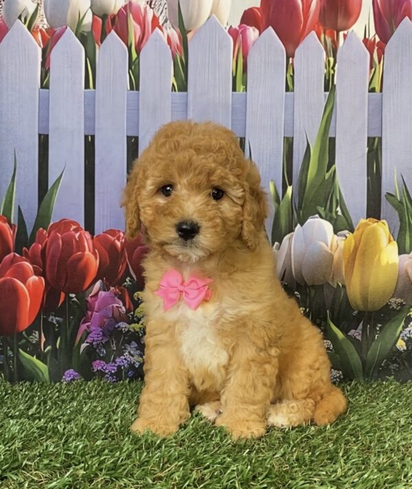 Photo of Ms. Faith the Mini-Bernedoodle puppy