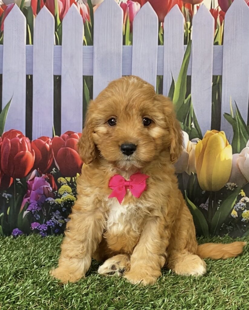 Photo of Ms. Frappe the Mini-Bernedoodle puppy