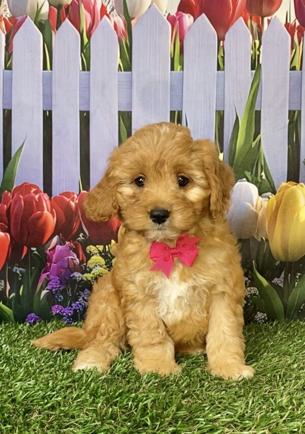 Photo of Ms. Frappe the Mini-Bernedoodle puppy