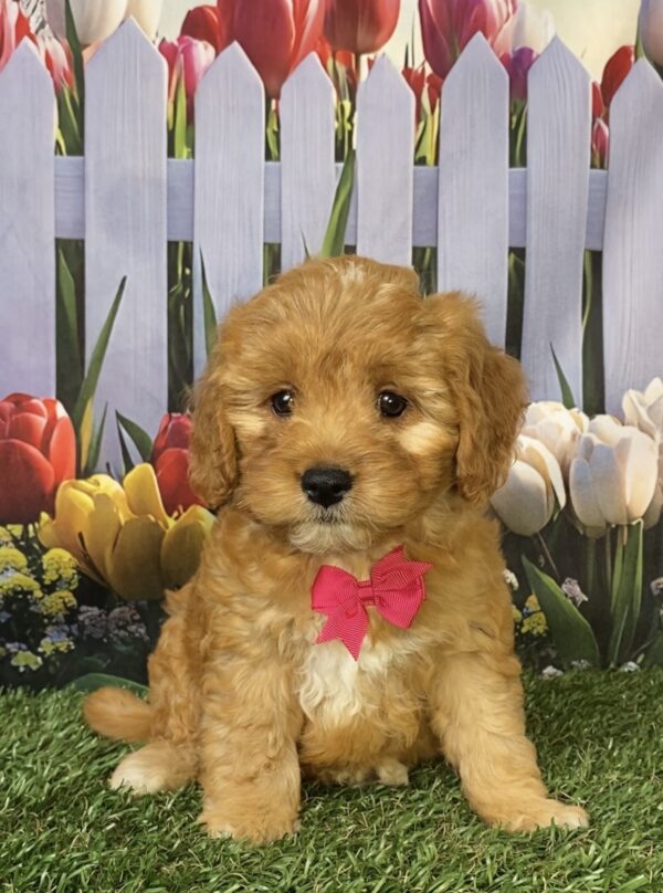 Photo of Ms. Frappe the Mini-Bernedoodle puppy