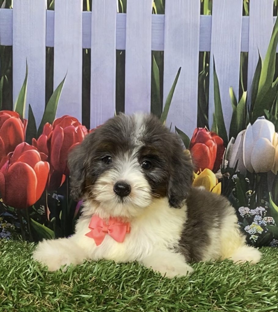 Photo of Ms. Gentle the F1B Mini-Bernedoodle puppy