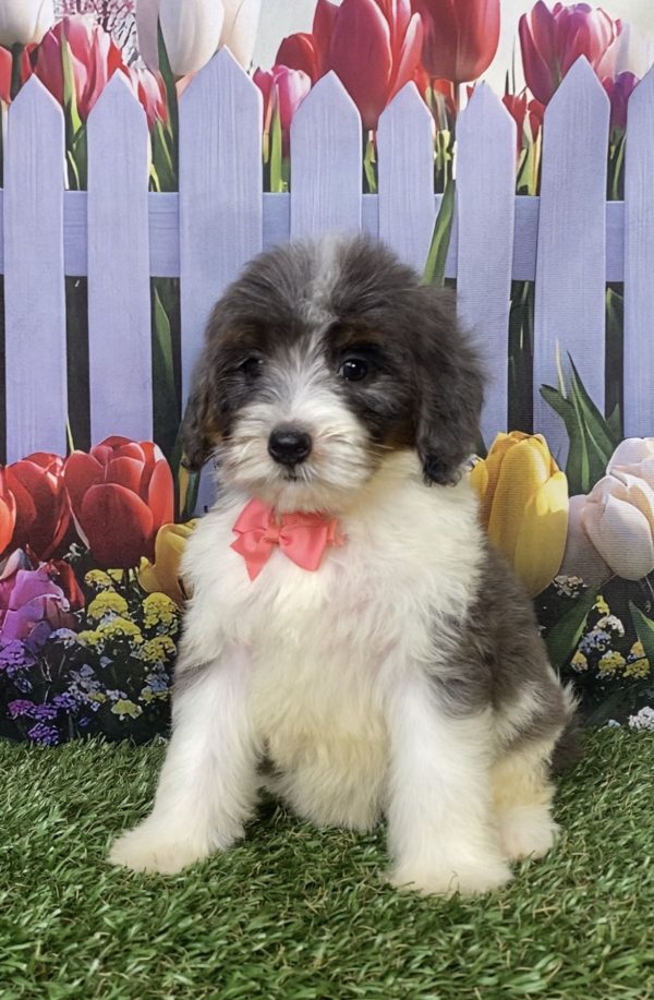 Photo of Ms. Gentle the F1B Mini-Bernedoodle puppy
