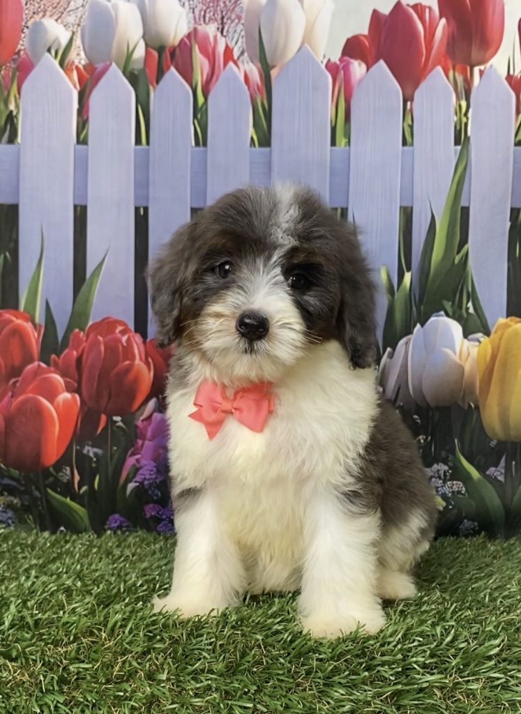 Photo of Ms. Gentle the F1B Mini-Bernedoodle puppy