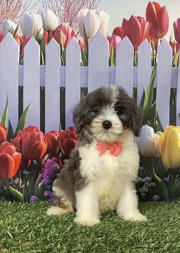 Photo of Ms. Gentle the F1B Mini-Bernedoodle puppy
