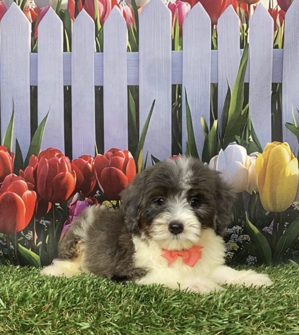 Photo of Ms. Gentle the F1B Mini-Bernedoodle puppy