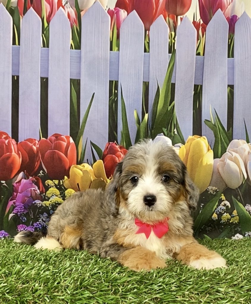 Photo of Ms. Gina the F1B Mini-Bernedoodle puppy