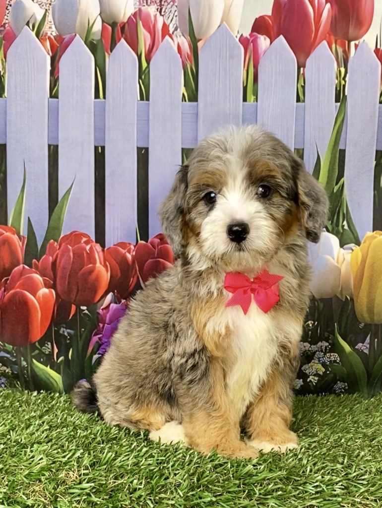 Photo of Ms. Gina the F1B Mini-Bernedoodle puppy