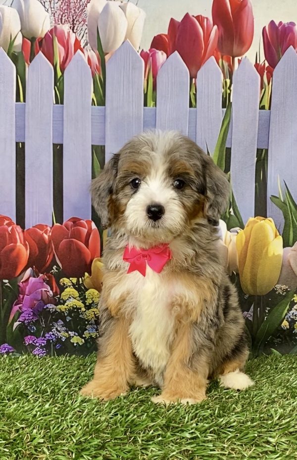 Photo of Ms. Gina the F1B Mini-Bernedoodle puppy