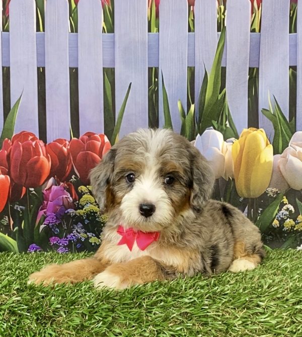 Photo of Ms. Gina the F1B Mini-Bernedoodle puppy