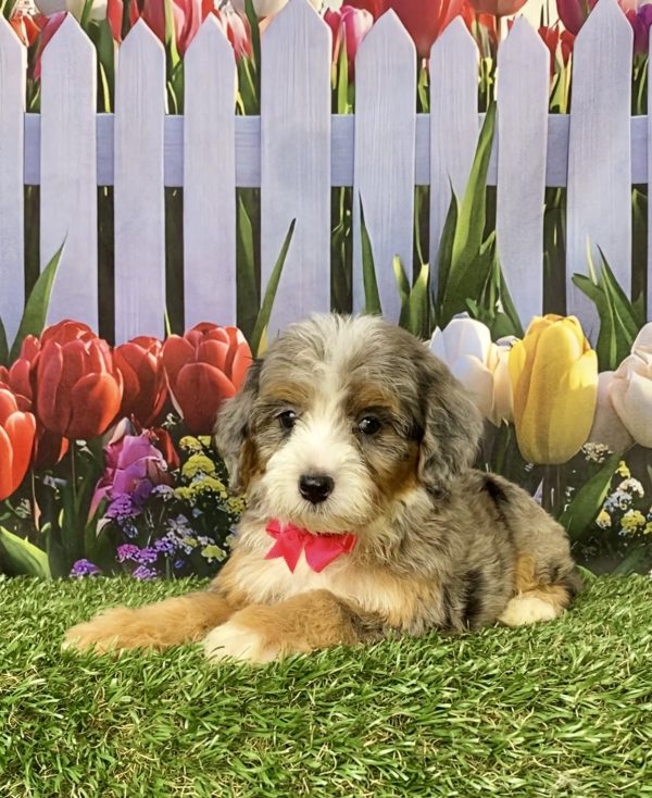 Photo of Ms. Gina the F1B Mini-Bernedoodle puppy