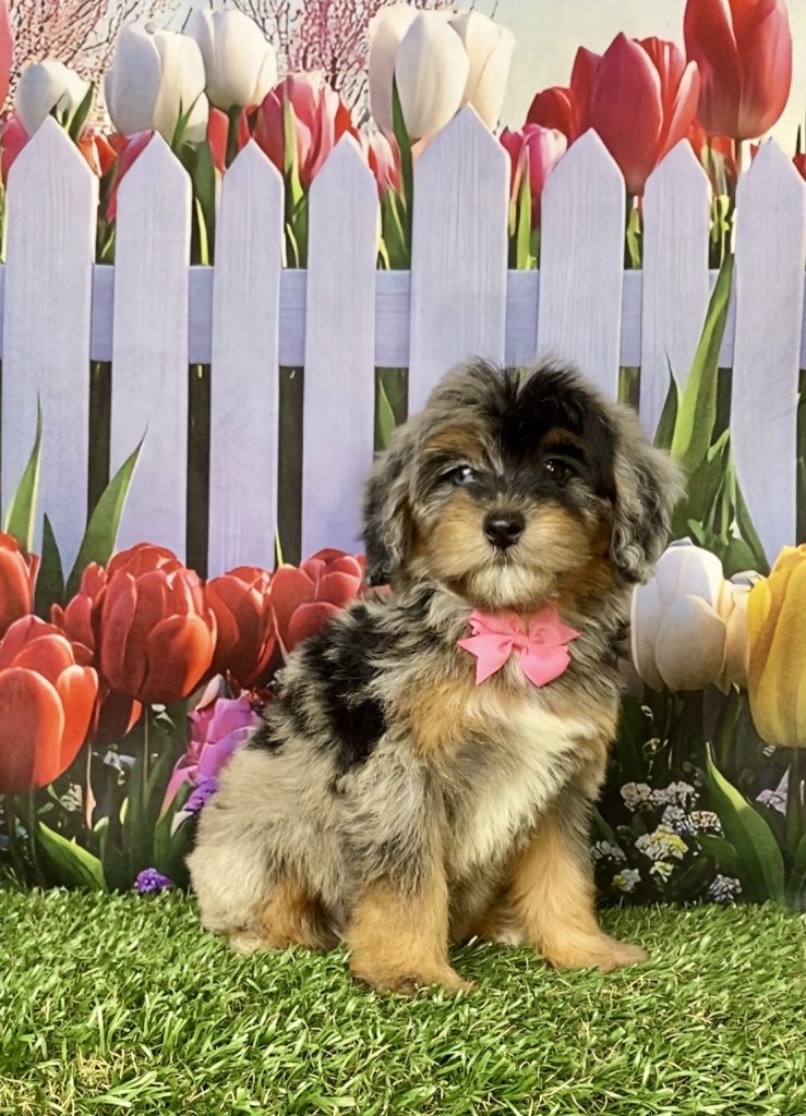 Photo of Ms. Grace the F1B Mini-Bernedoodle puppy