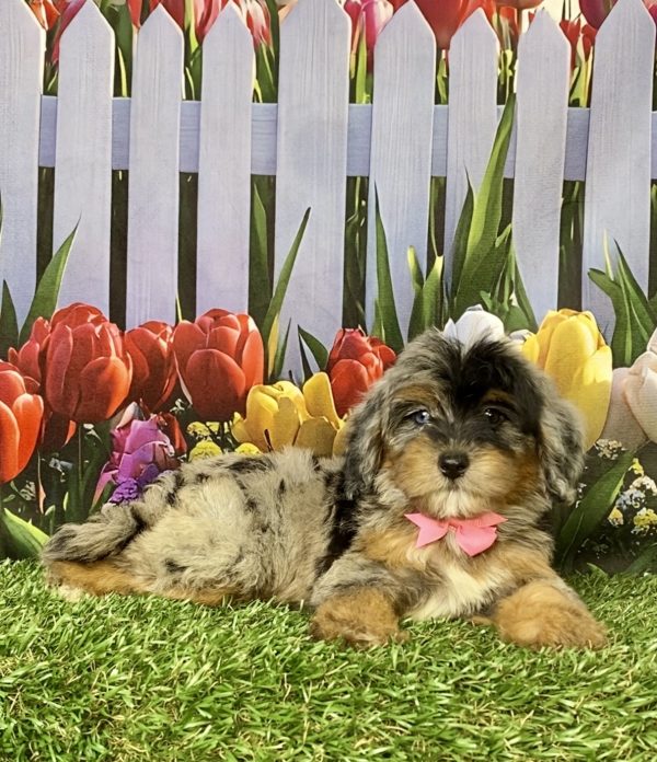 Photo of Ms. Grace the F1B Mini-Bernedoodle puppy