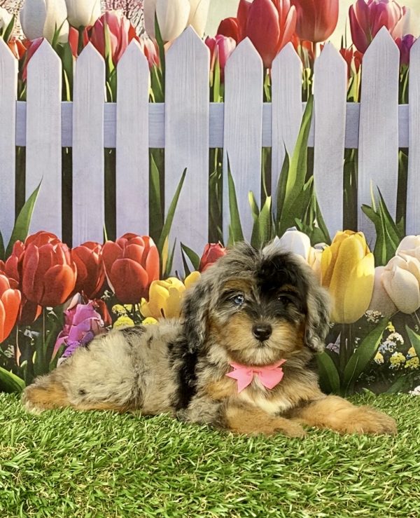 Photo of Ms. Grace the F1B Mini-Bernedoodle puppy