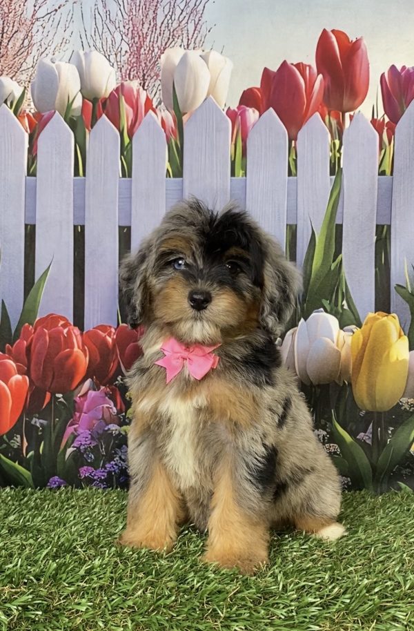 Photo of Ms. Grace the F1B Mini-Bernedoodle puppy