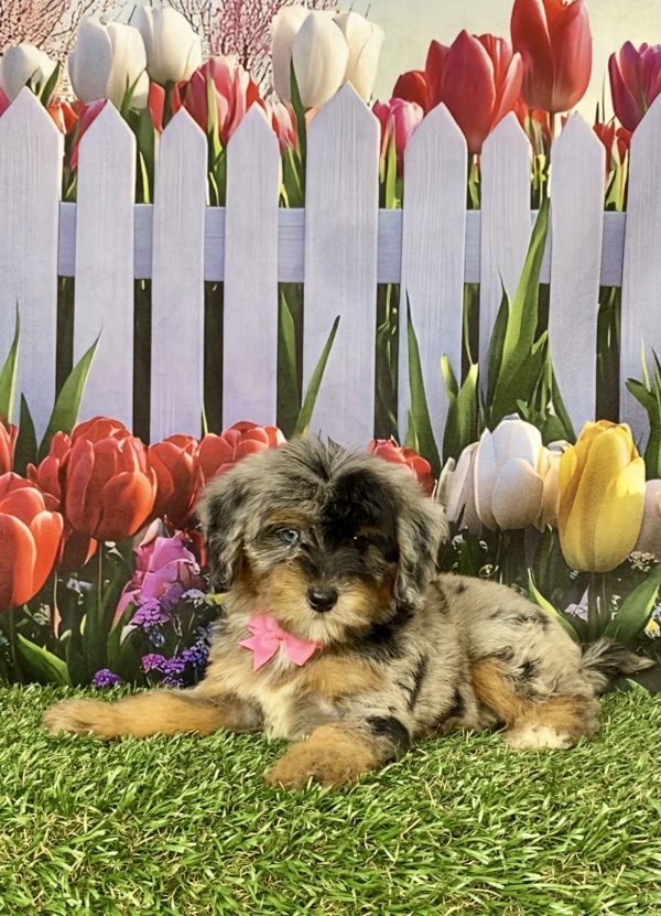 Photo of Ms. Grace the F1B Mini-Bernedoodle puppy