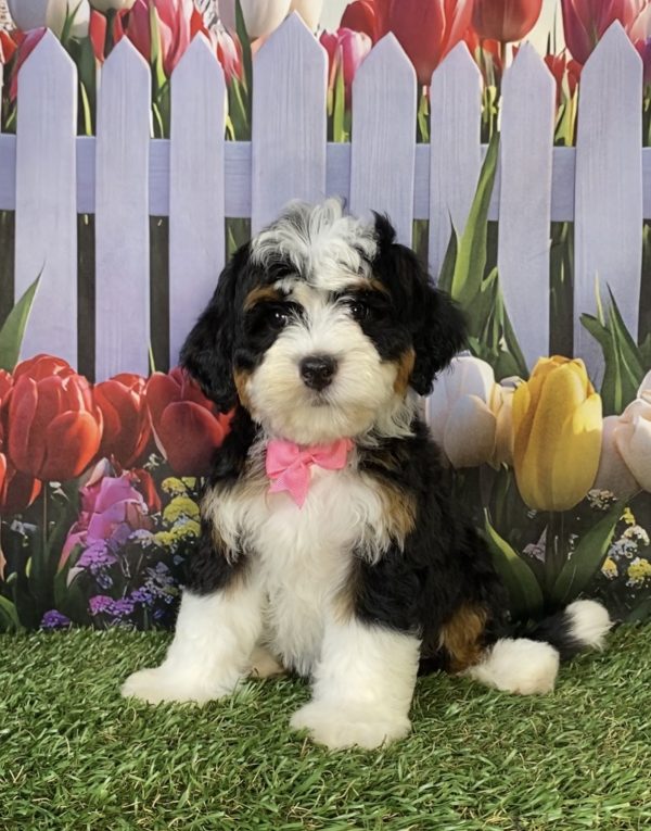 Ms. Hailey the F2 Mini-Bernedoodle puppy