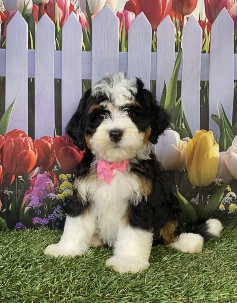 Photo of Ms. Hailey the F2 Mini-Bernedoodle puppy