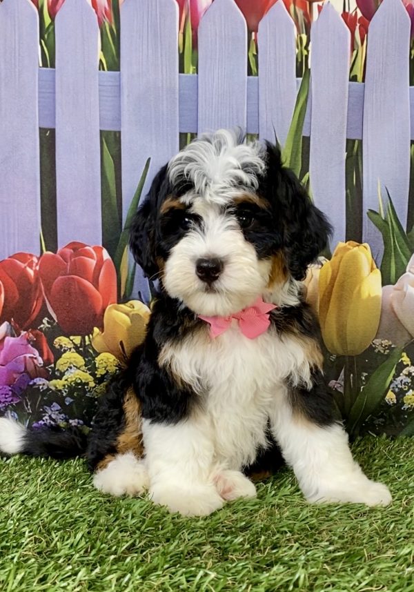 Photo of Ms. Hailey the F2 Mini-Bernedoodle puppy