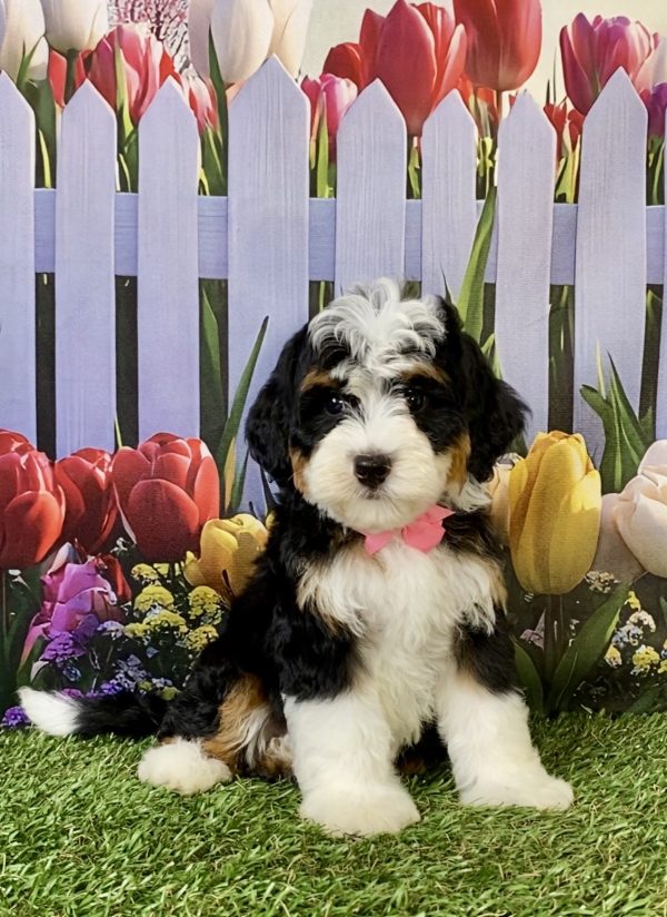 Photo of Ms. Hailey the F2 Mini-Bernedoodle puppy