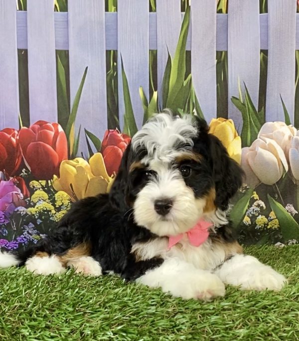 Photo of Ms. Hailey the F2 Mini-Bernedoodle puppy