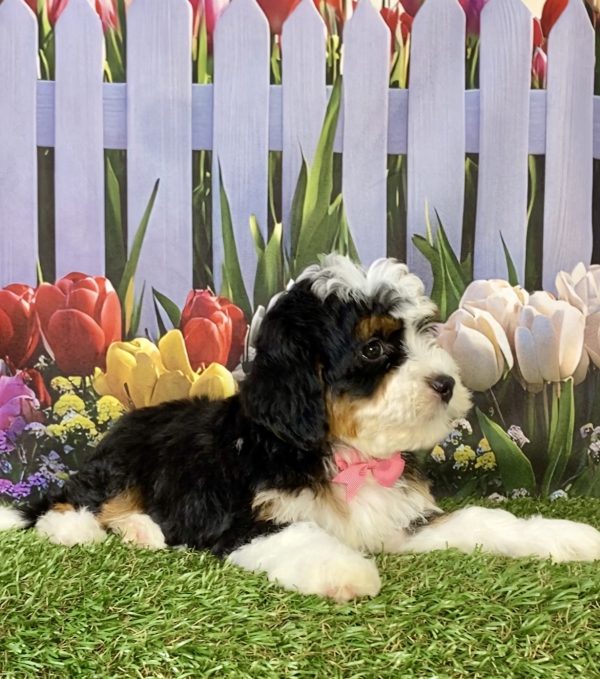 Photo of Ms. Hailey the F2 Mini-Bernedoodle puppy