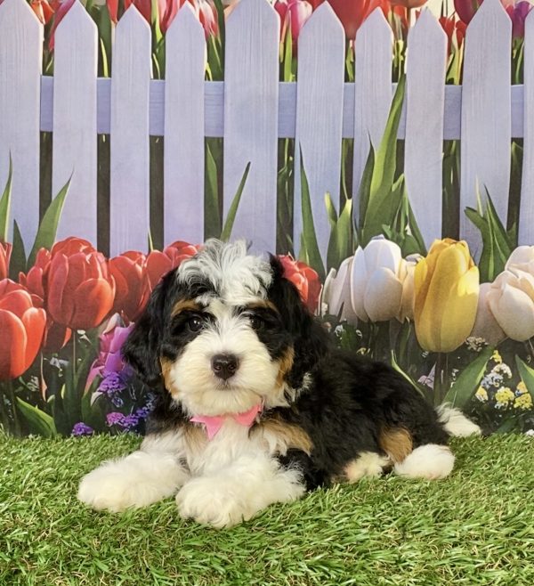 Photo of Ms. Hailey the F2 Mini-Bernedoodle puppy